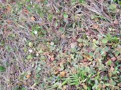 Sida linifolia