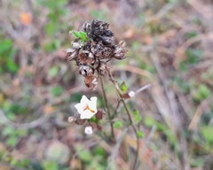 Sida linifolia