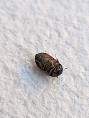 Attagenus