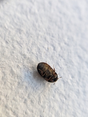 Attagenus