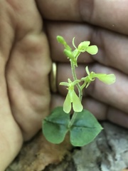 Neottia smallii
