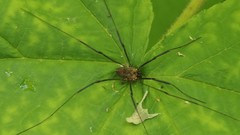 Leiobunum calcar