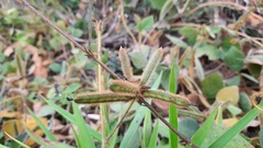 Sida linifolia
