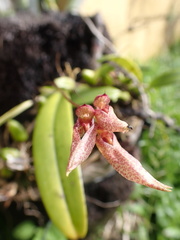Bulbophyllum longiflorum