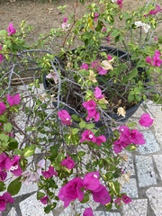 Bougainvillea