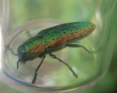 Lamprodila mirifica