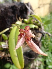 Bulbophyllum longiflorum