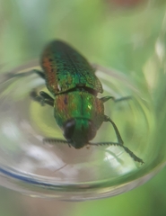 Lamprodila mirifica