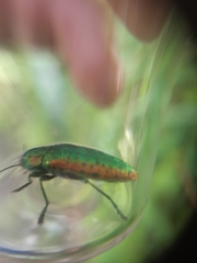 Lamprodila mirifica