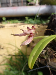 Bulbophyllum longiflorum