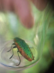 Lamprodila mirifica