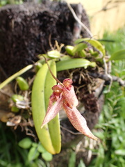 Bulbophyllum longiflorum