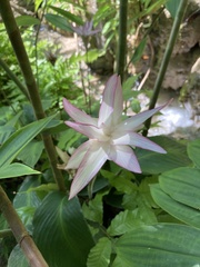 Goeppertia loeseneri