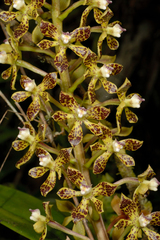 Prosthechea