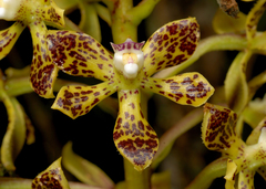 Prosthechea