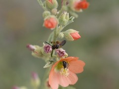 Macrotera latior