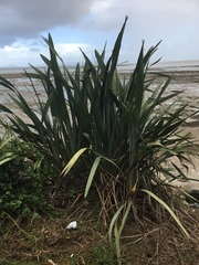 Phormium tenax