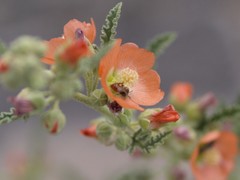 Macrotera latior
