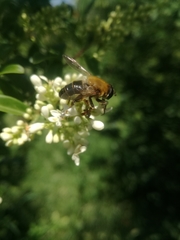 Mallota cimbiciformis