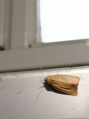 Arenostola phragmitidis