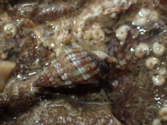 Tritia incrassata