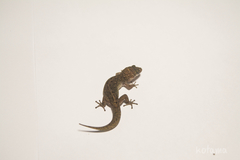 Dixonius