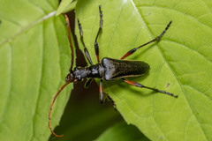 Stenocorus cylindricollis