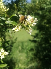 Mallota cimbiciformis