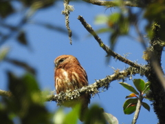 Glaucidium jardinii