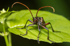 Stenocorus cylindricollis