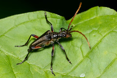 Stenocorus cylindricollis