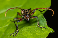 Stenocorus cylindricollis