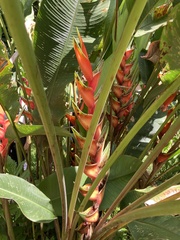 Heliconia bihai