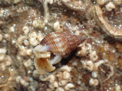 Tritia incrassata