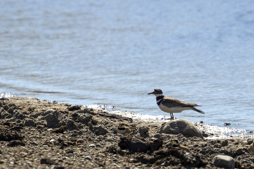 iNaturalist observation photo of Killdeer
