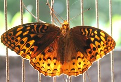 Speyeria cybele