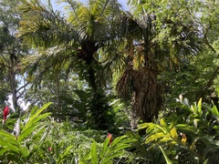 Heliconia bihai