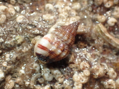 Tritia incrassata