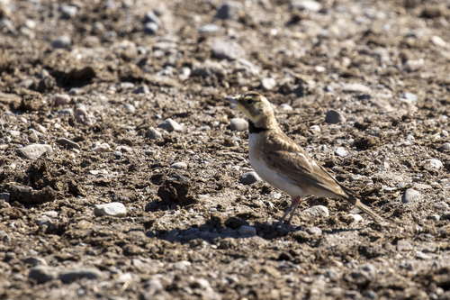 iNaturalist observation photo of Horned Lark