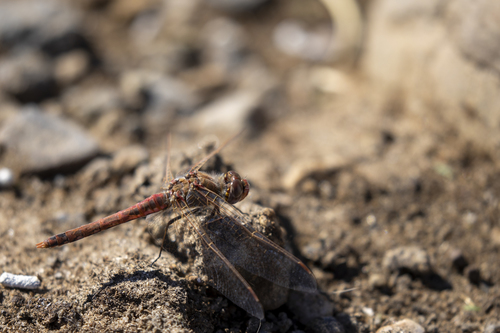iNaturalist observation photo of Variegated Meadowhawk