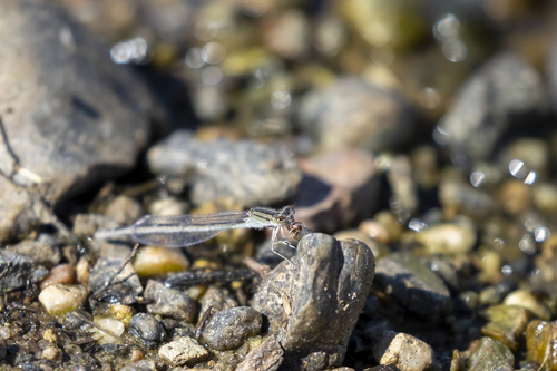 iNaturalist observation photo of Bluets