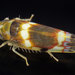 Grapevine Leafhopper - Photo (c) solomon hendrix, some rights reserved (CC BY-NC), uploaded by solomon hendrix