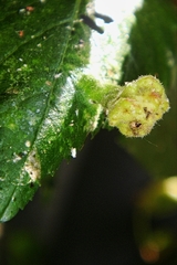 Tetraneura caerulescens