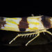 Three-banded Leafhopper - Photo (c) solomon hendrix, some rights reserved (CC BY-NC), uploaded by solomon hendrix