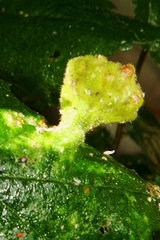 Tetraneura caerulescens