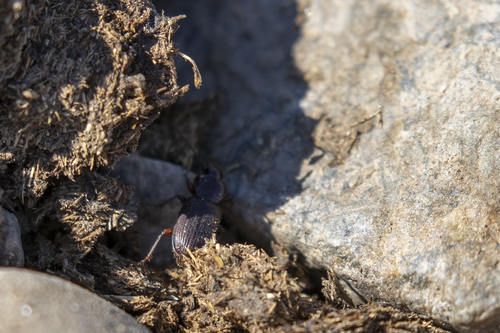 iNaturalist observation photo of Dicheirus dilatatus