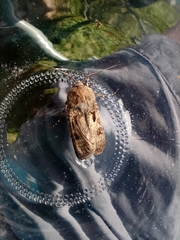 Agrotis exclamationis