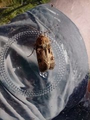 Agrotis exclamationis