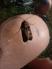 Agrotis exclamationis