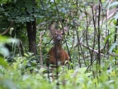 Odocoileus virginianus